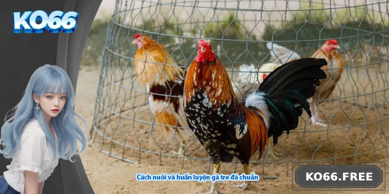 Cách nuôi và huấn luyện gà tre đá chuẩn